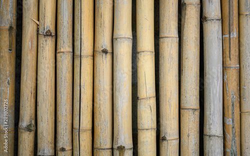 Fototapeta Naklejka Na Ścianę i Meble -  Bamboo Fence