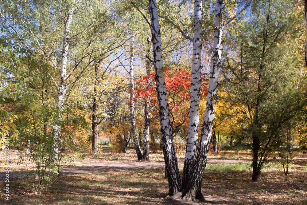 Fototapeta premium Birches in autumn park