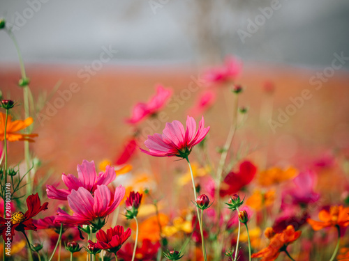 beautiful cosmos flower blooming in the field