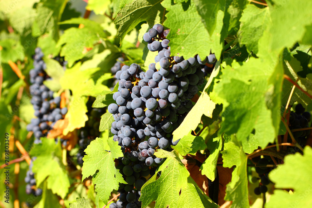 Grape cluster with blue dark berries hanging and ripening on a bush with leaves.