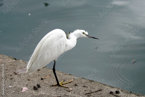 Close up a white bird was relaxing in beside a pond in the park.