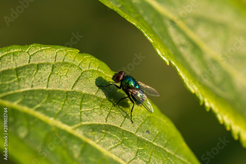 eine Fliege mit glänzenden blauen Körper auf einem Blatt