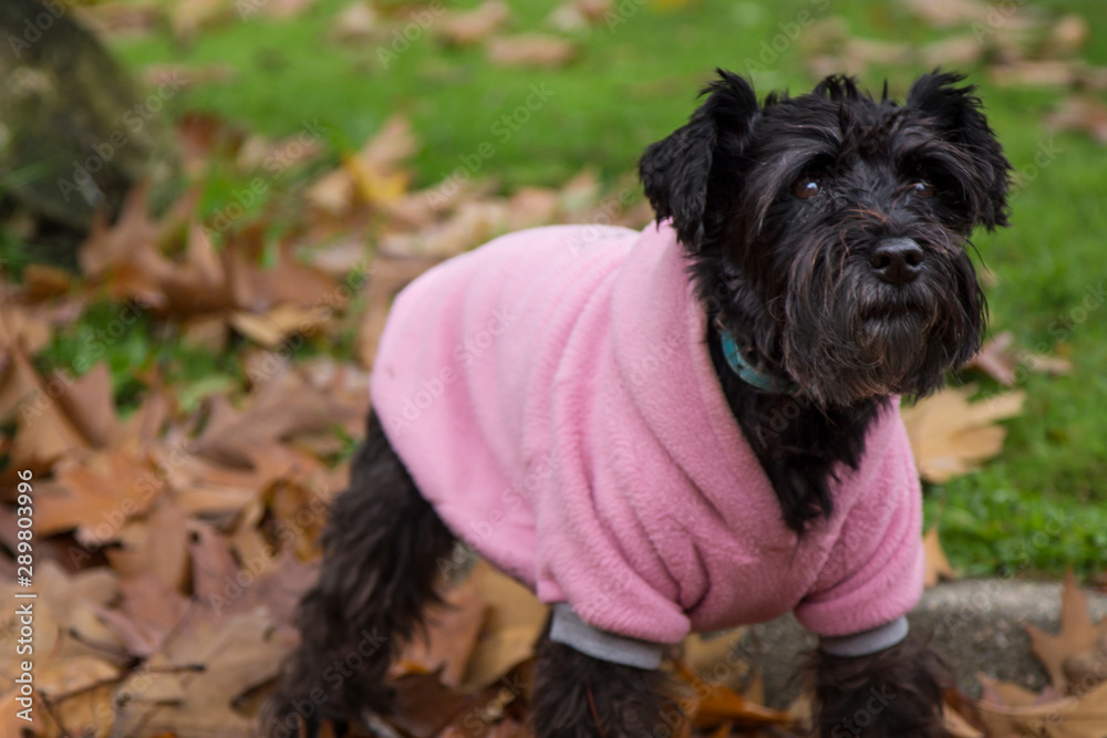 dog with coat in the autumn with dry leaves