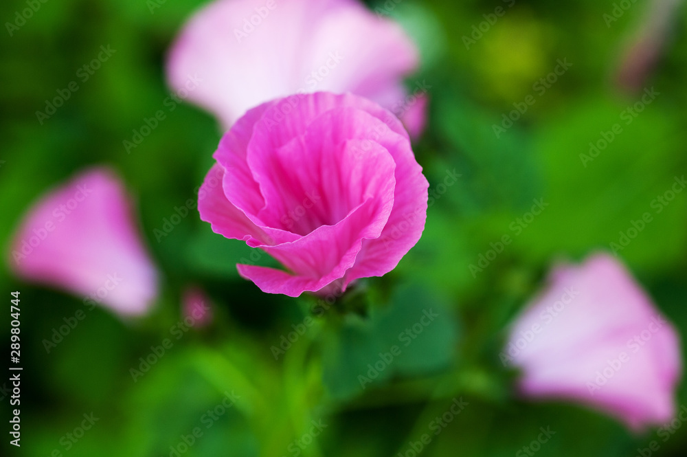Pink garden flowers bloom in the summer garden Pink garden flowers bloom in the summer garden