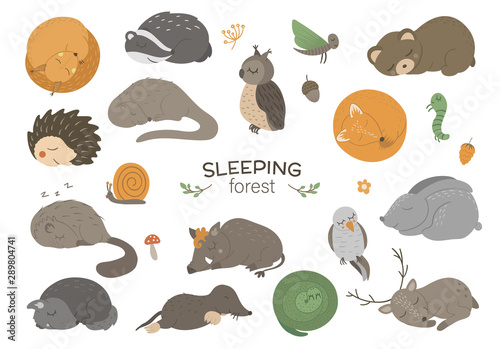 Set of vector hand drawn flat sleeping woodland animals. Funny animalistic collection. Cute forest illustration for children’s design, print, stationery.