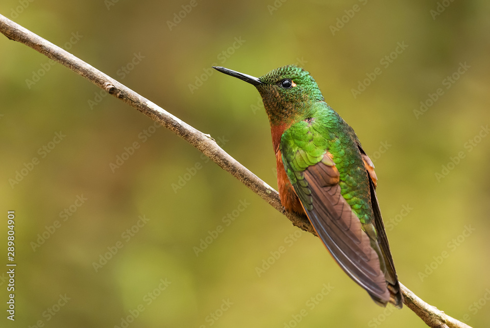 Fototapeta premium Chestnut-breasted Coronet - Boissonneaua matthewsii, beautiful colored hummingbird from Andean slopes of South America, Guango Lodge, Ecuador.