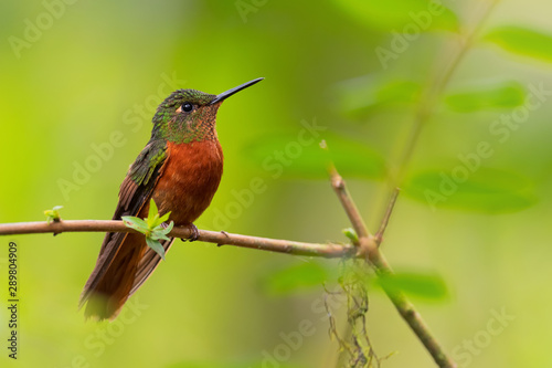 Chestnut-breasted Coronet - Boissonneaua matthewsii, beautiful colored hummingbird from Andean slopes of South America, Guango Lodge, Ecuador. © David