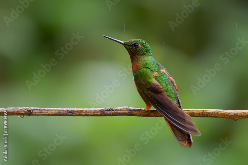 Chestnut-breasted Coronet - Boissonneaua matthewsii, beautiful colored hummingbird from Andean slopes of South America, Guango Lodge, Ecuador.