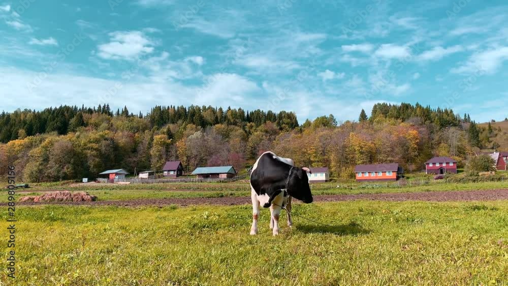 Cattle cow grazing in field. Dairy cattle grazing. Milk cow eating grass. Dairy cow eat grass. Farm cattle grazing in pasture