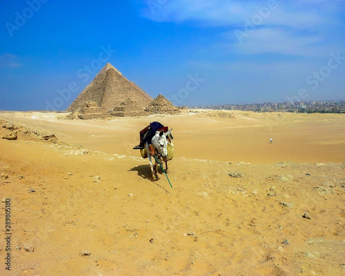 Pyramids Of Giza .Young Egyptian boy asleep on white donkey in the Sahara Desert with Pyramid of Giza in the background. Stock Image.