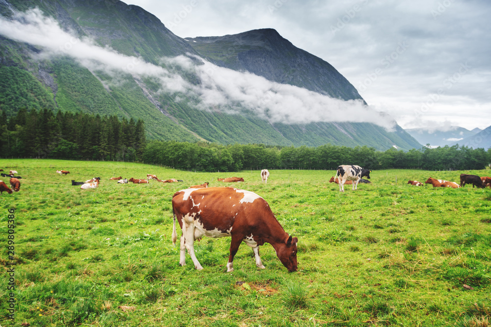 Cows graze in a meadow against the backdrop of mountains in cloudy weather, a trip to Norway