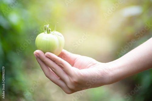 Farmer holding fresh green tomatoes in her hand