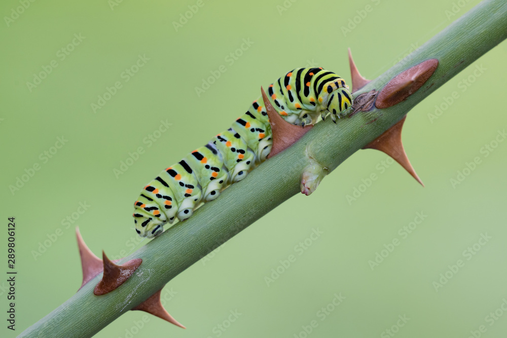 Portrait of Swallowtail caterpillar between the spines (Papilio machaon)