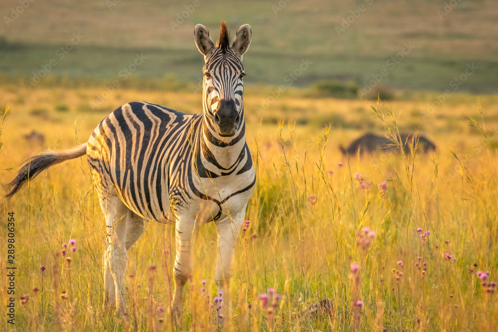 Naklejka premium Zebra on the savanna at sunset, Welgevonden Game Reserve, South Africa.
