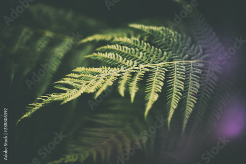 fern in the forest, leaf texture. Abstract natural background, retro tone