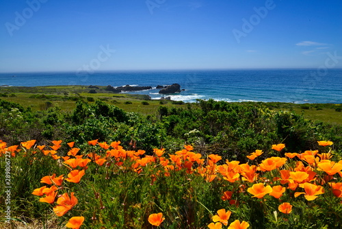 Field of colorful wild flowers and beautiful coastline on Pacific Coast, California.