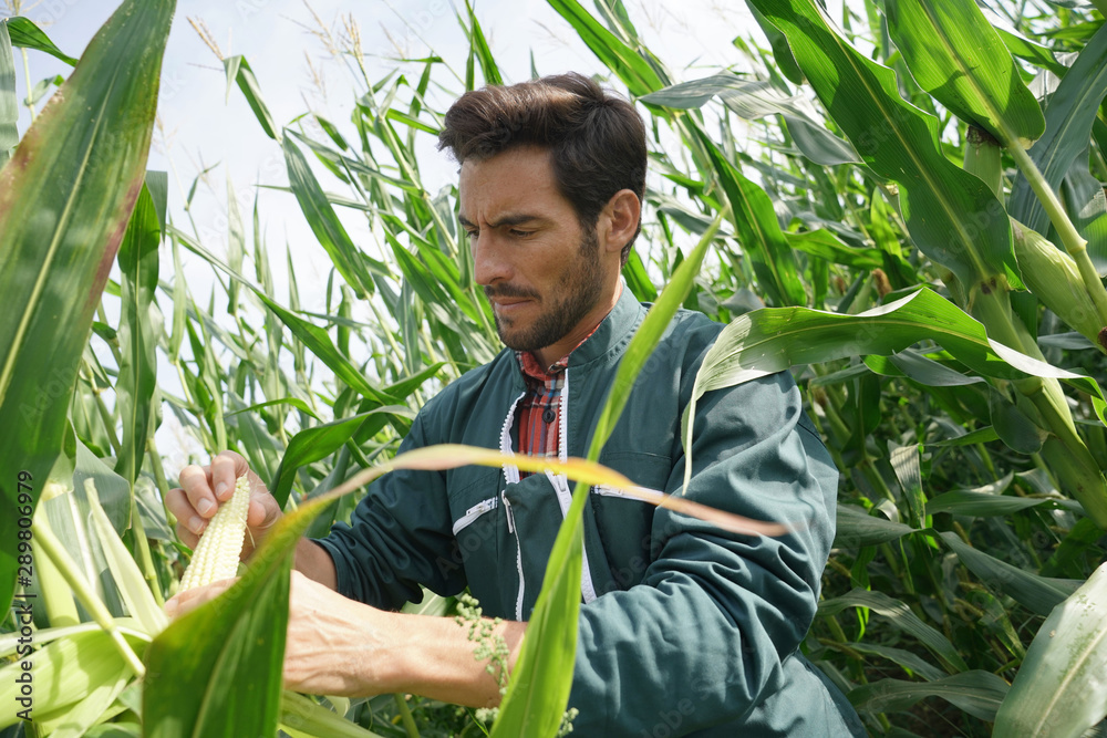 Farmer checking on corn crops Farmer checking on corn crops