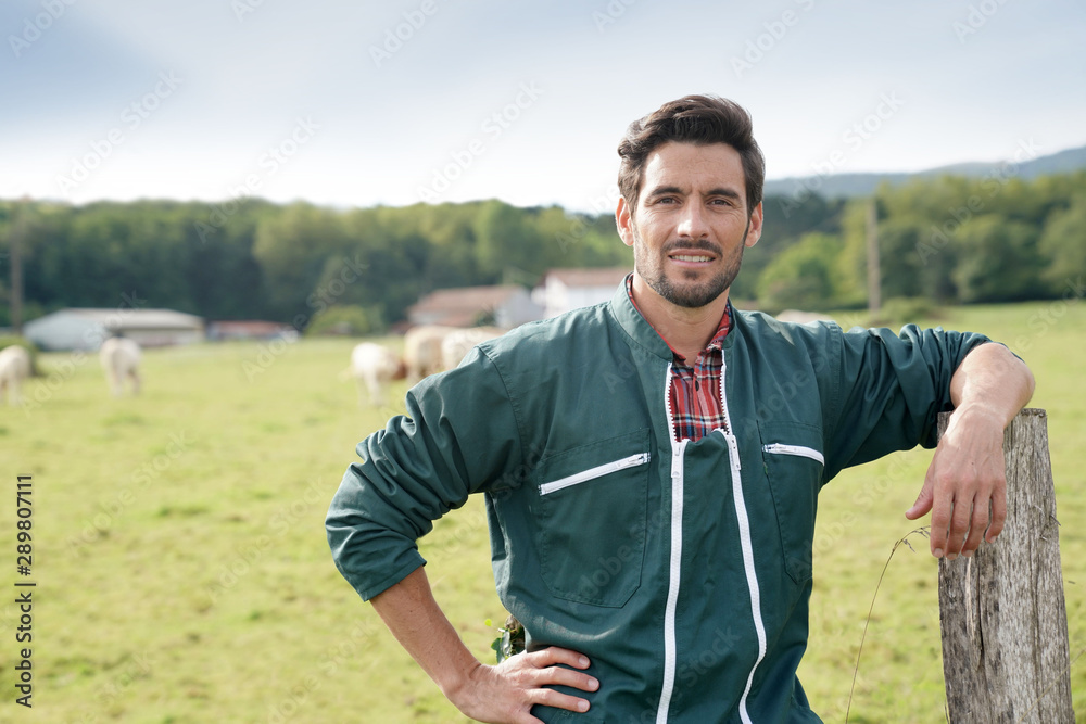 Fototapeta premium Farmer standing in front of cattle in farm