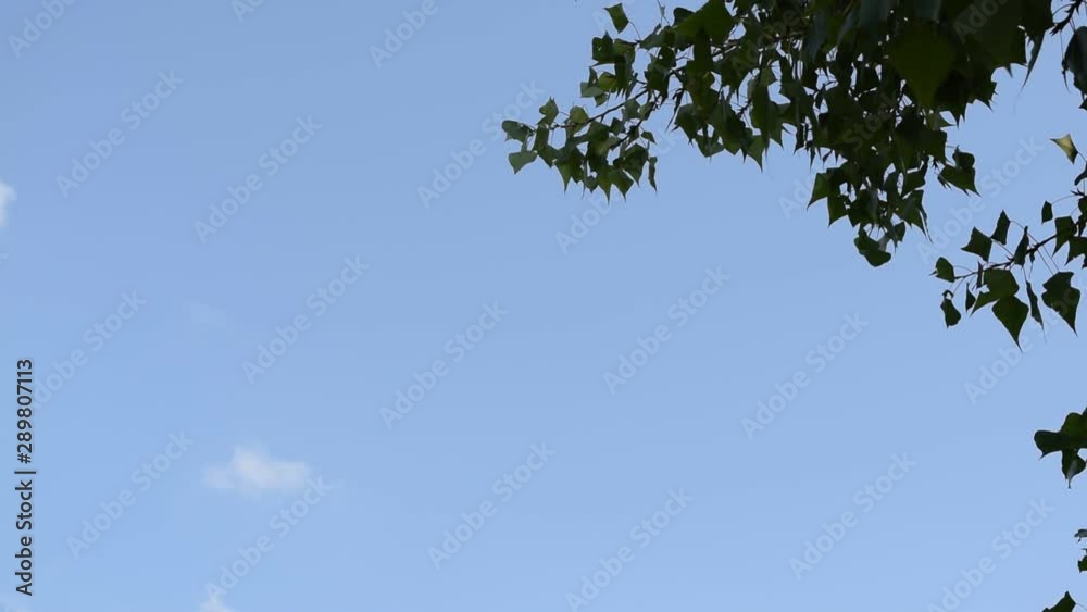 View through the green foliage to the blue sky. background, texture.