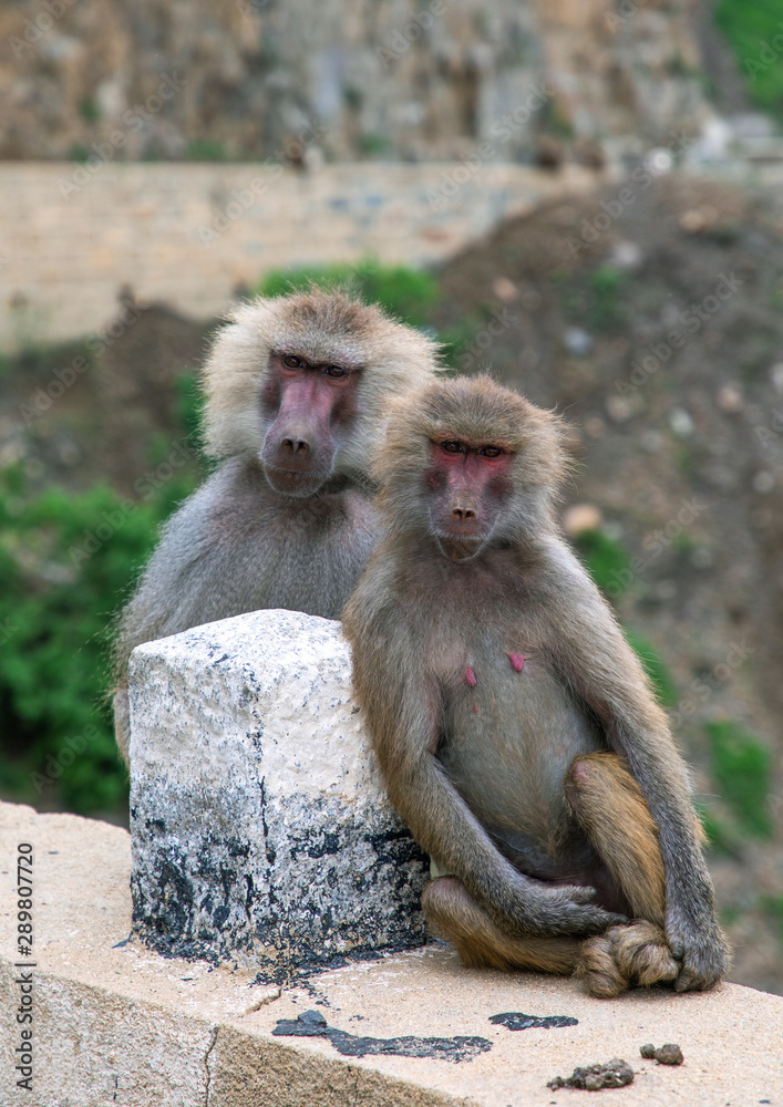 Hamadryas baboons papio hamadrya, Central region, Asmara, Eritrea Hamadryas baboons papio hamadrya, Central region, Asmara, Eritrea