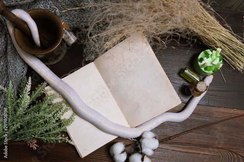 White American royal snake on the background of witchcraft accessories, alchemical instruments and ingredients. Mock up of an open magic book. herbs, mortar, feather cotton bolls. Halloween. flat lay.
