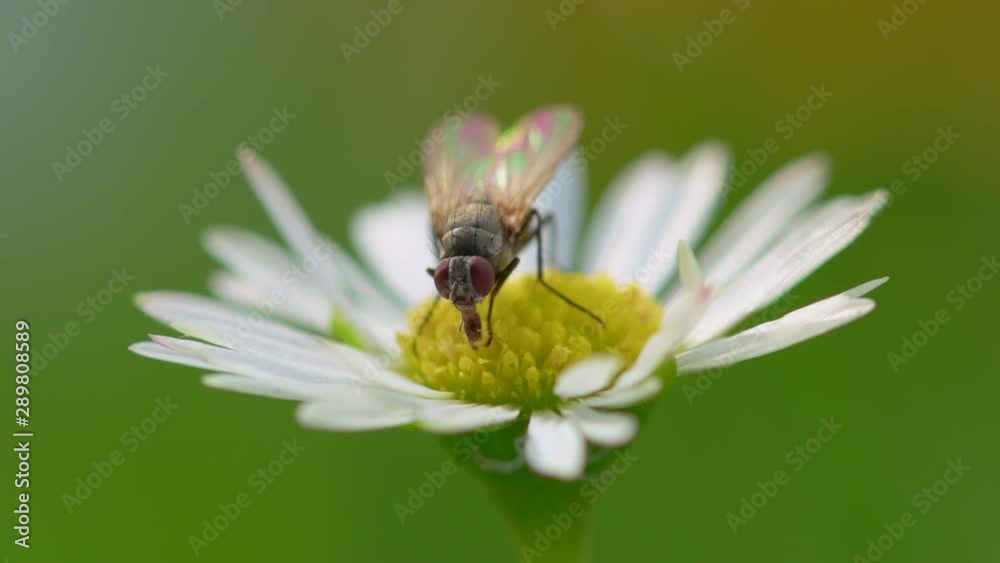 Macro shot of a tiny fly eating pollen from a Ox-eye daisy. Macro shot of a tiny fly eating pollen from a Ox-eye daisy.