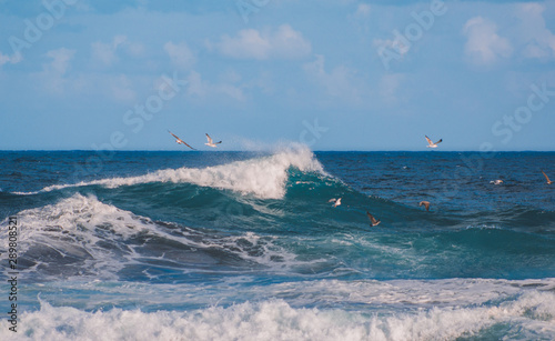 a colony of seagulls is looking for food over the wavy ocean on the Azores, Portugal