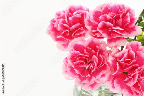 Elegance pink and white carnation on white background