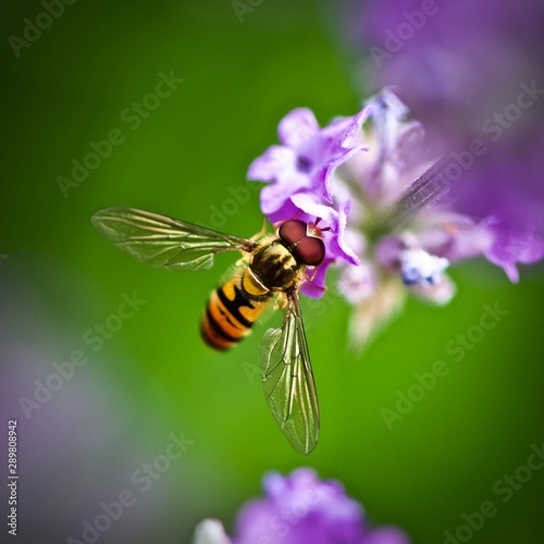 Hover Fly on Lavender 