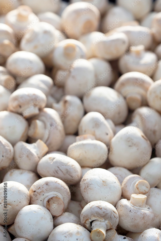 Champignons, Agaricus bisporus vertical background. Foreground focus