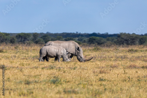 mother with baby of white rhinoceros Khama Rhino Sanctuary reservation  endangered species of rhino  Botswana wildlife  Wild animal in the nature habitat. Africa safari