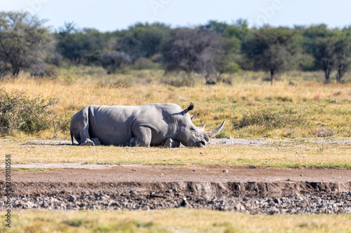 resting male of white rhinoceros Khama Rhino Sanctuary reservation  endangered species of rhino  Botswana wildlife  Wild animal in the nature habitat. Africa safari