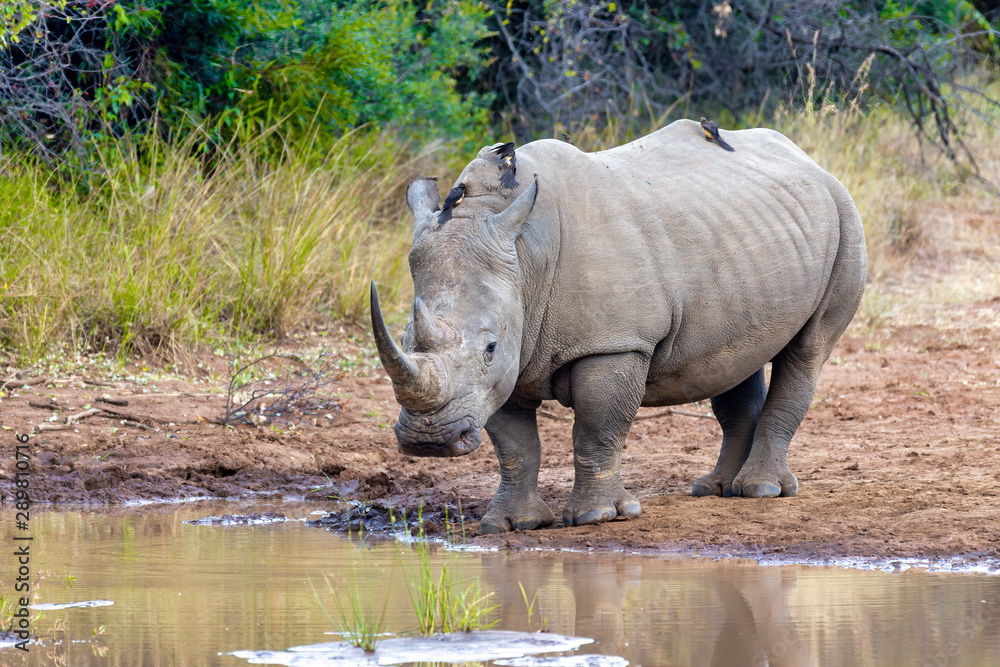 endangered species of white rhinoceros on small water in Pilanesberg National Park & Game Reserve, South Africa safari wildlife endangered species of white rhinoceros on small water in Pilanesberg National Park & Game Reserve, South Africa safari wildlife