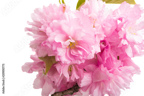 sakura flower isolated