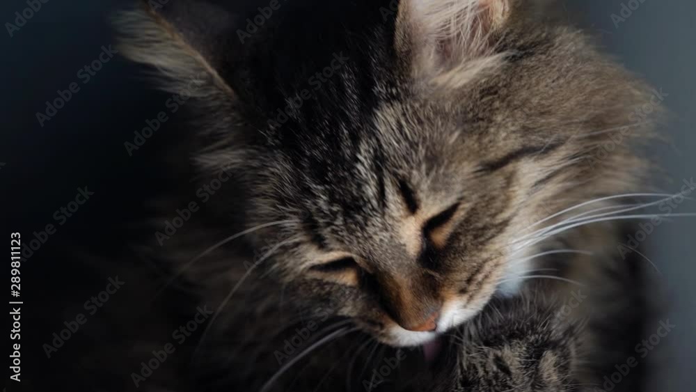 Cute tabby domestic cat washing up close up. Slow motion Cute tabby domestic cat washing up close up. Slow motion