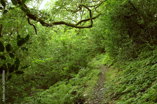 waldweg