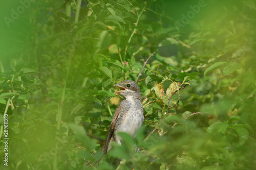 Portrait of a female Red-backed shrike sitting in a dense shrub on its nest