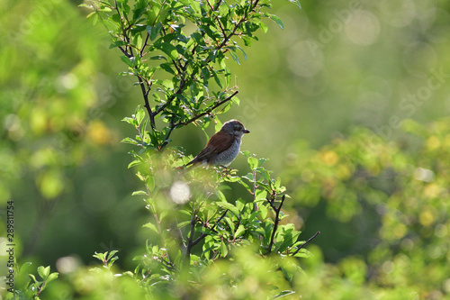 Red-backed shrike sitting on top of branch on a bush