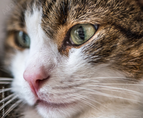 Cat detailed close-up shot