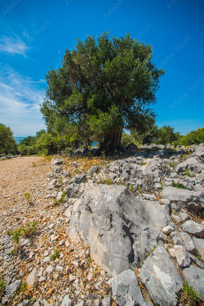 Olive Trees Garden, Mediterranean old olive field. Croatia olive grove, Lun, island Pag. - Image