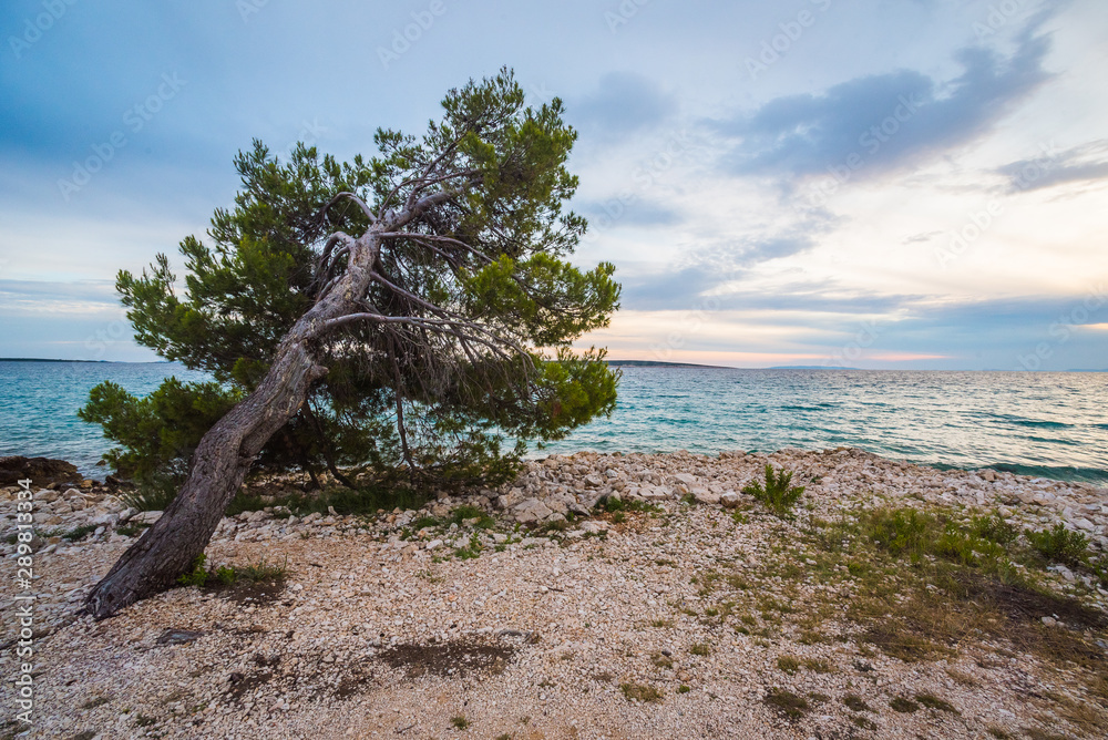 pine on beach
