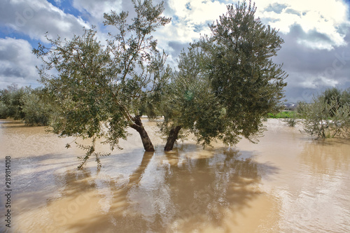 Cultivation of olive trees, flooded by heavy rains, disaster ecological change climate on the planet, Spain