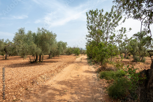 Road of the august road through San Mateo