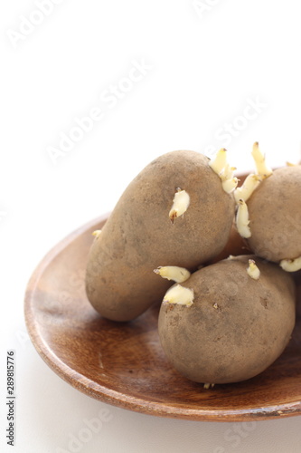 over growth potato for poison danger food image