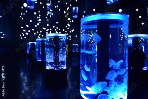 ブルーにライトアップされたガラスの水槽中を泳ぐクラゲ 