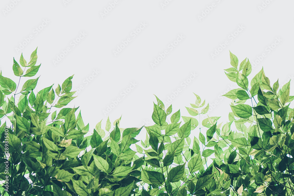 background with green leaves background with green leaves