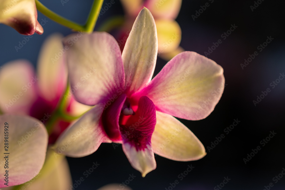 Orchideen Zauber