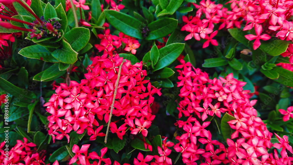 Spike flower Tropical red bloom floral 