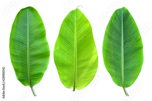 Isolated of collection banana leaf on white background
