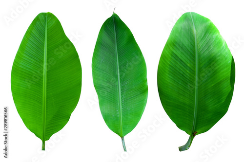 Isolated of collection banana leaf on white background